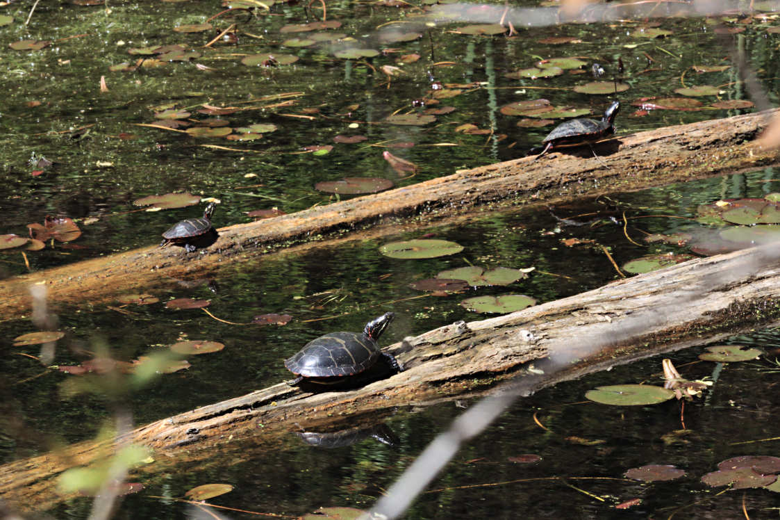 Eastern Painted Turtle