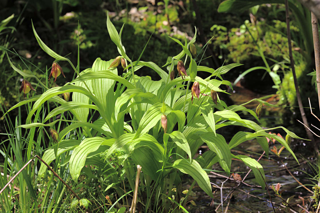 Northern Small Yellow Lady's Slipper