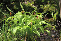 Northern Small Yellow Lady's Slipper