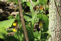 Northern Small Yellow Lady's Slipper