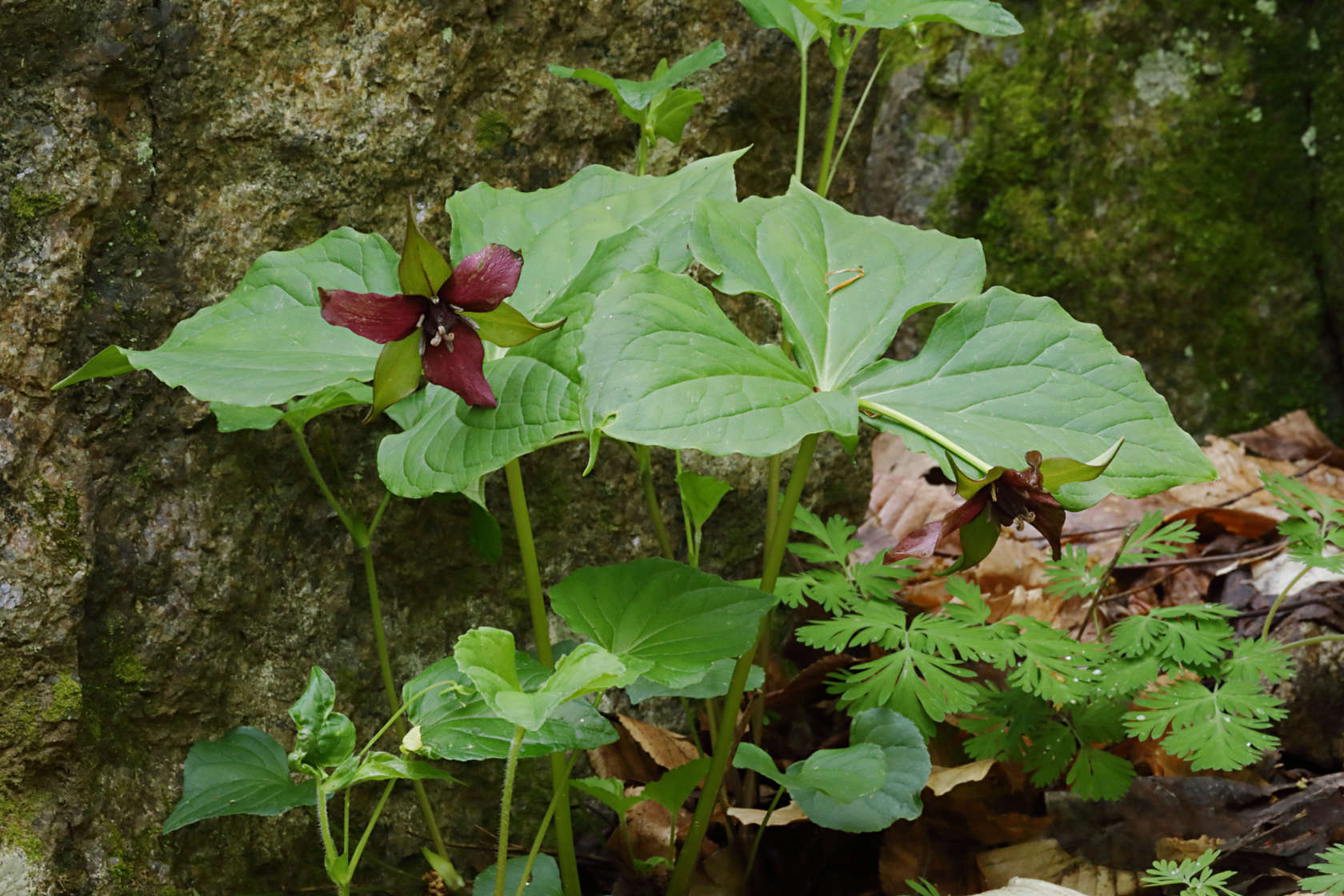 Purple Trillium