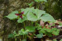 Purple Trillium