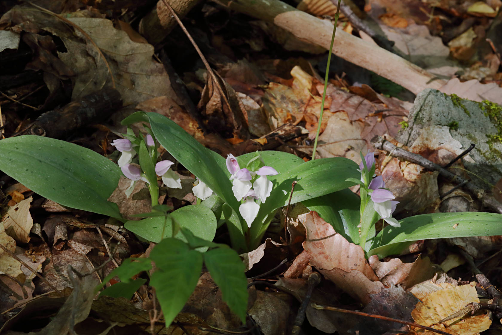 Showy Orchid