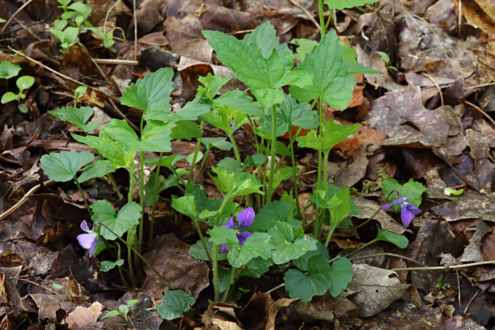 Hybrid Violet