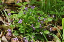 American Dog Violet