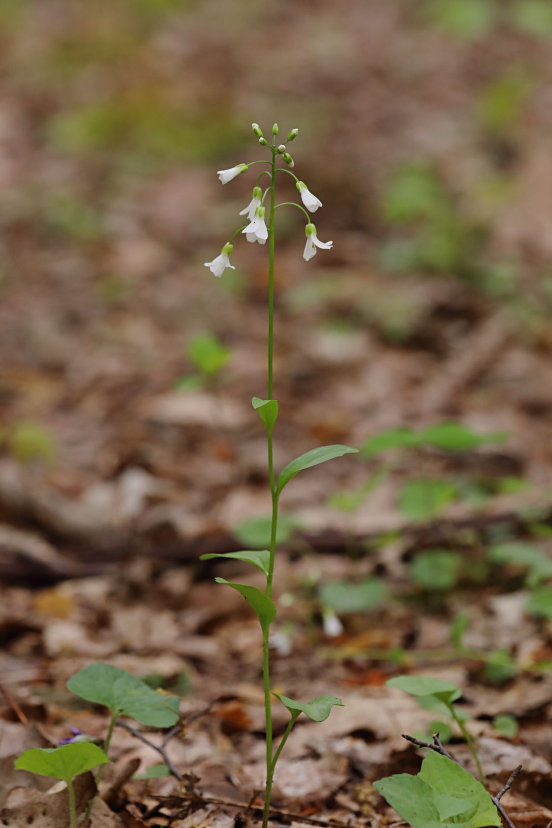 Spring Cress