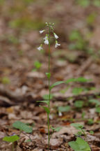 Spring Cress