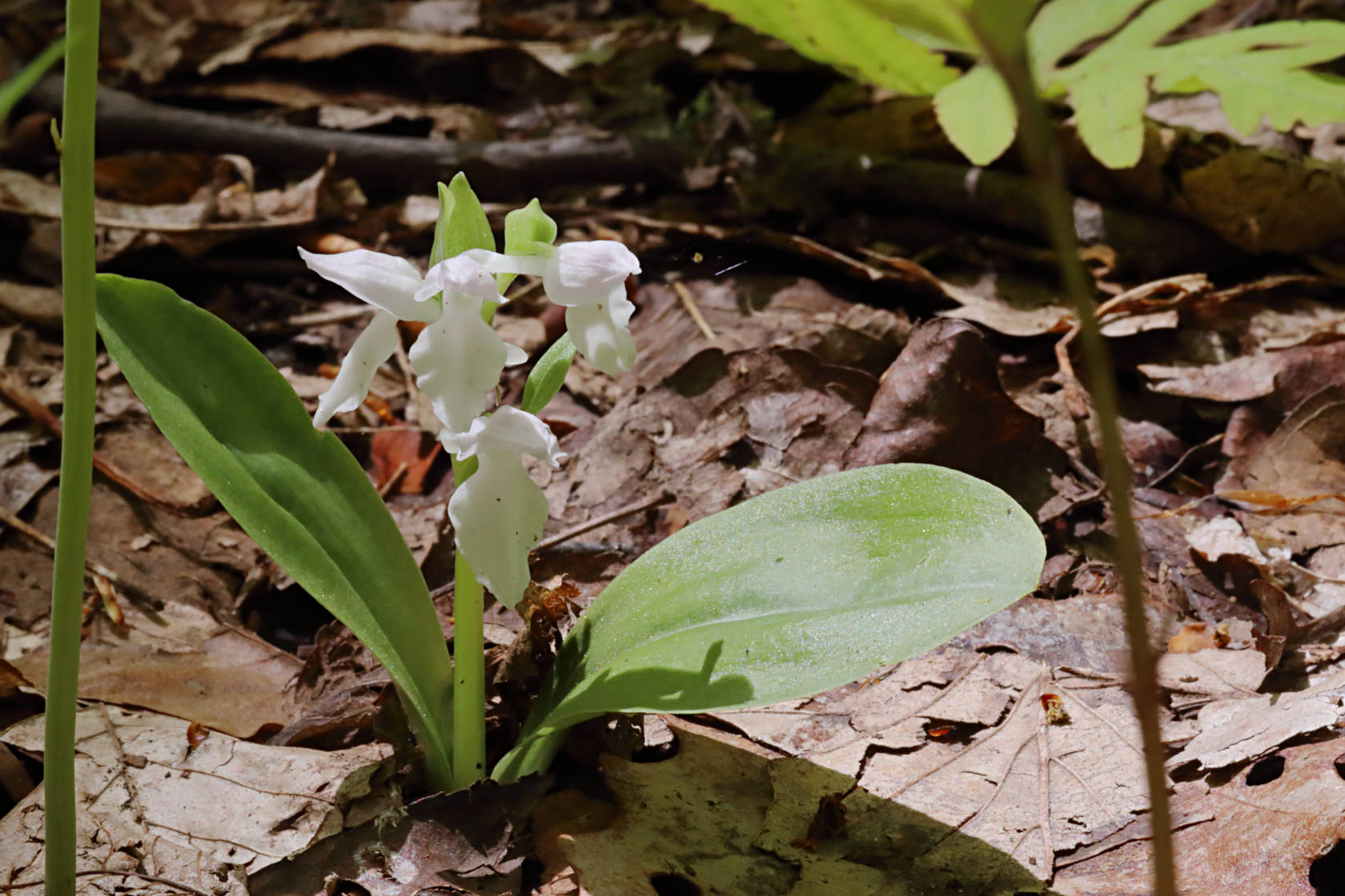 White-Flowered Showy Orchid