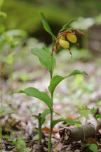 Large Yellow Lady's Slipper