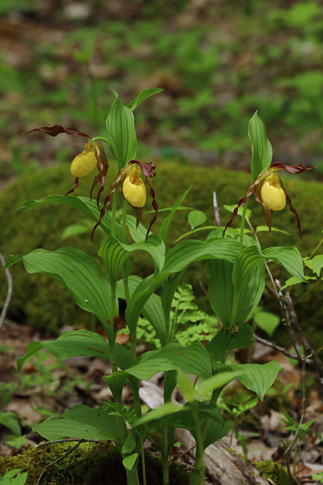 Large Yellow Lady's Slipper