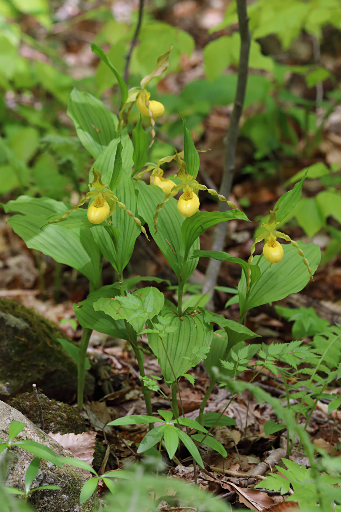 Large Yellow Lady's Slipper