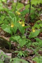 Large Yellow Lady's Slipper