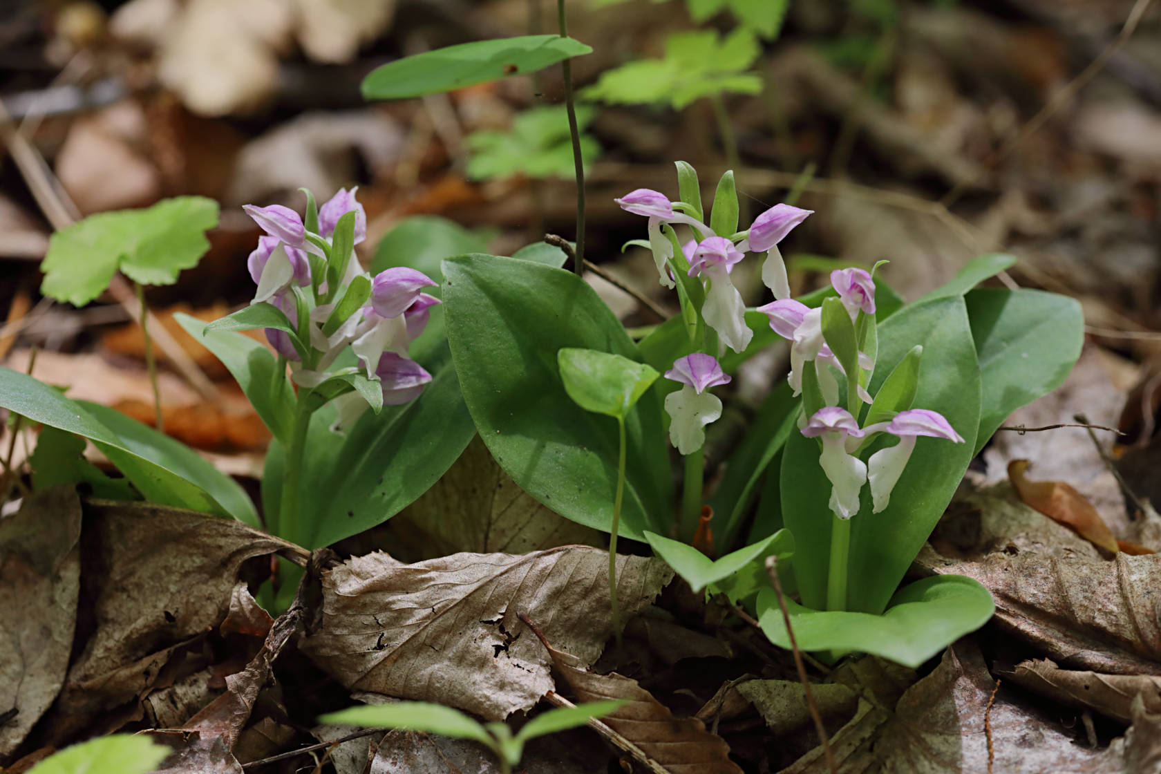 Showy Orchid