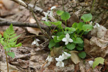 Mystery White Violet