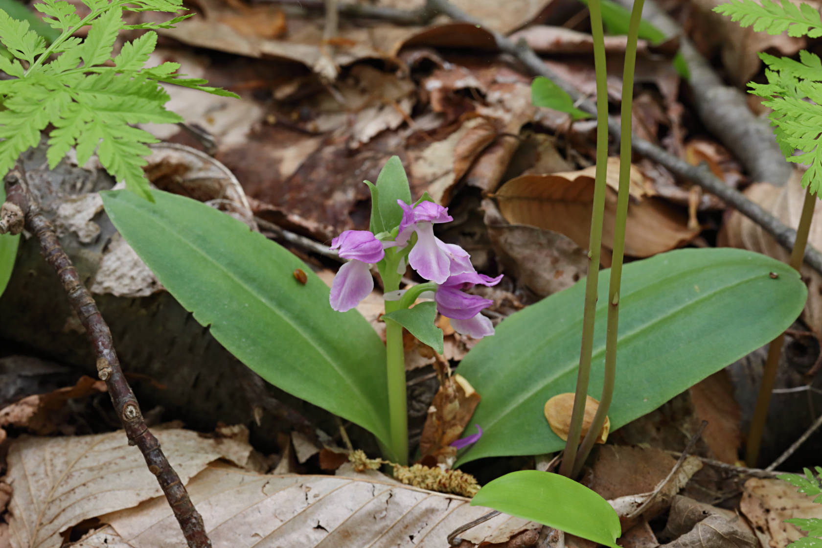 Purple-Flowered Showy Orchid