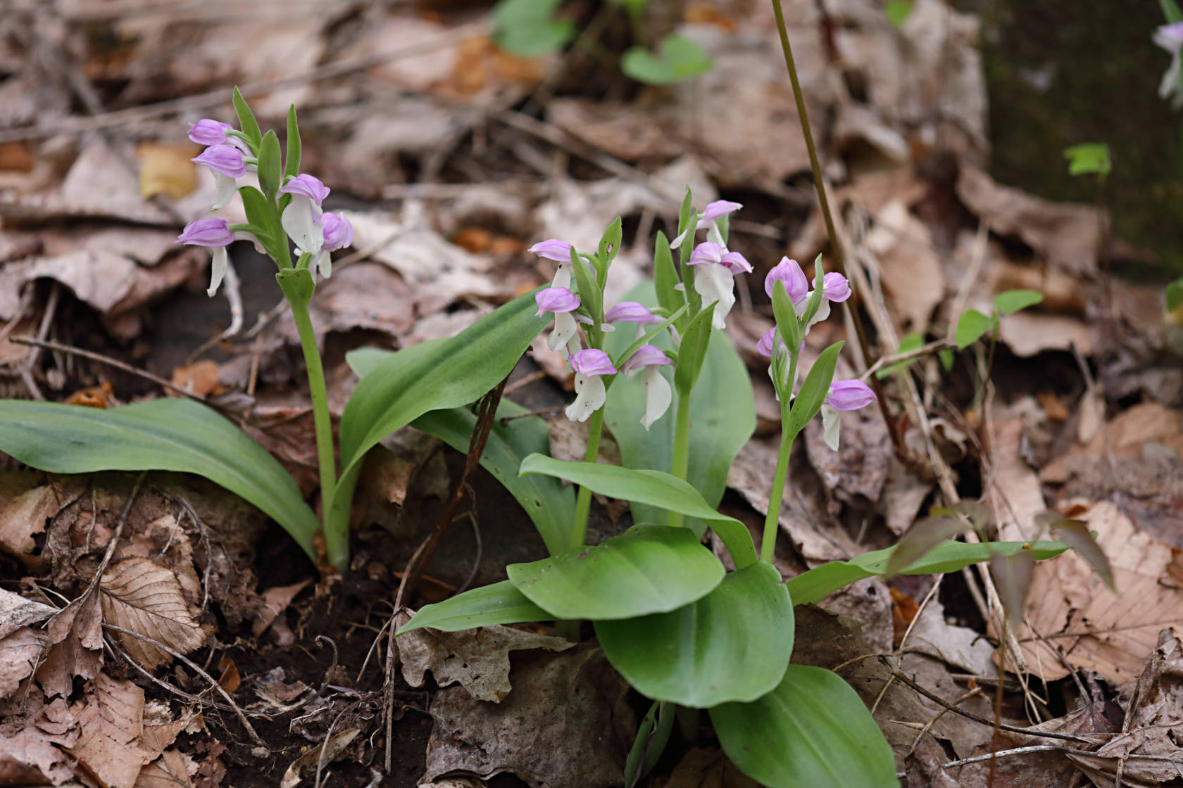 Showy Orchid