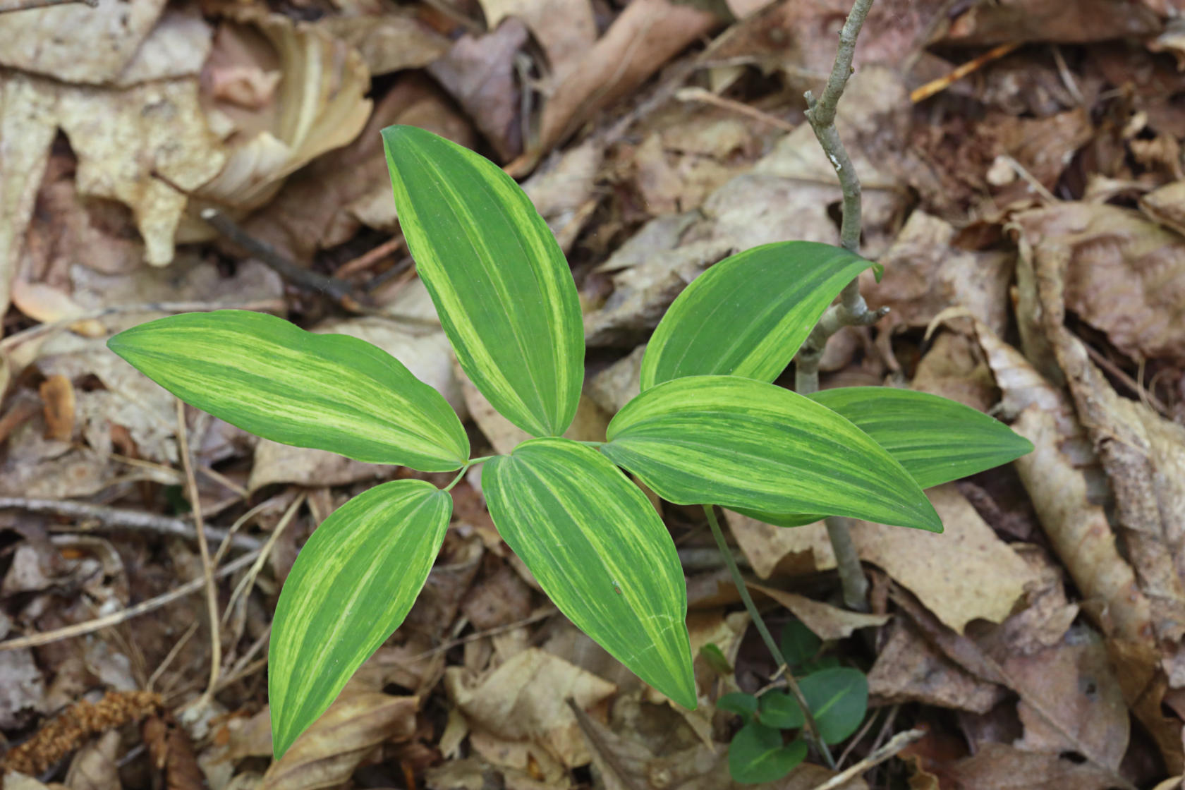 Variegated Hairy Solomon's Seal