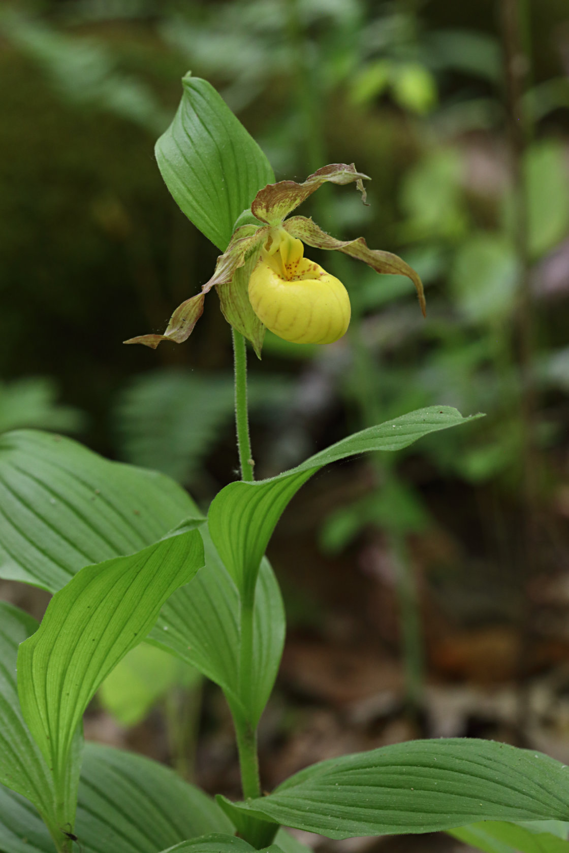 Large Yellow Lady's Slipper