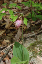 Pink Lady's Slipper