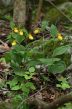 Large Yellow Lady's Slipper
