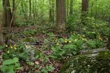 Large Yellow Lady's Slipper