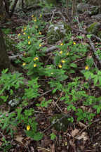Large Yellow Lady's Slipper