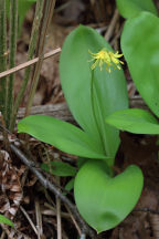 Corn Lily