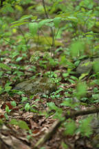 Wild Sarsaparilla