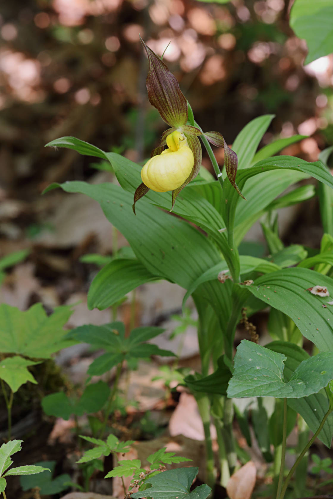 Large Yellow Lady's Slipper