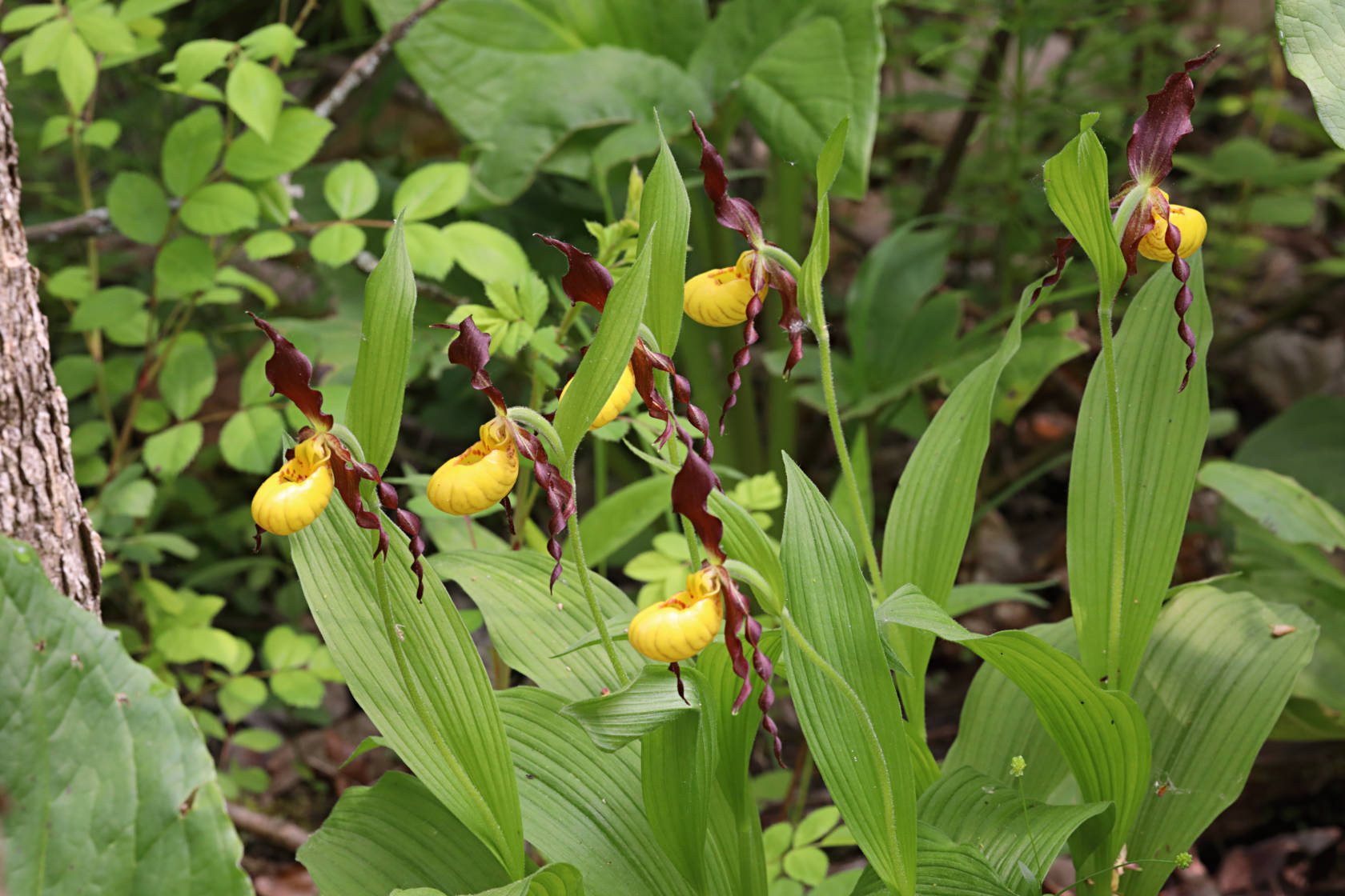 Northern Small Yellow Lady's Slipper