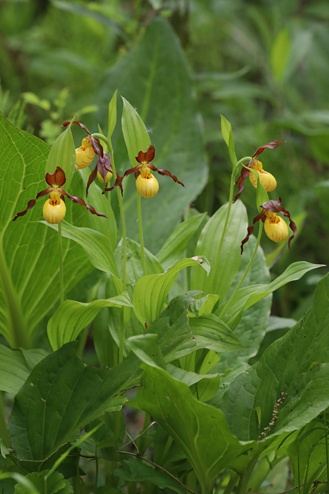 Northern Small Yellow Lady's Slipper