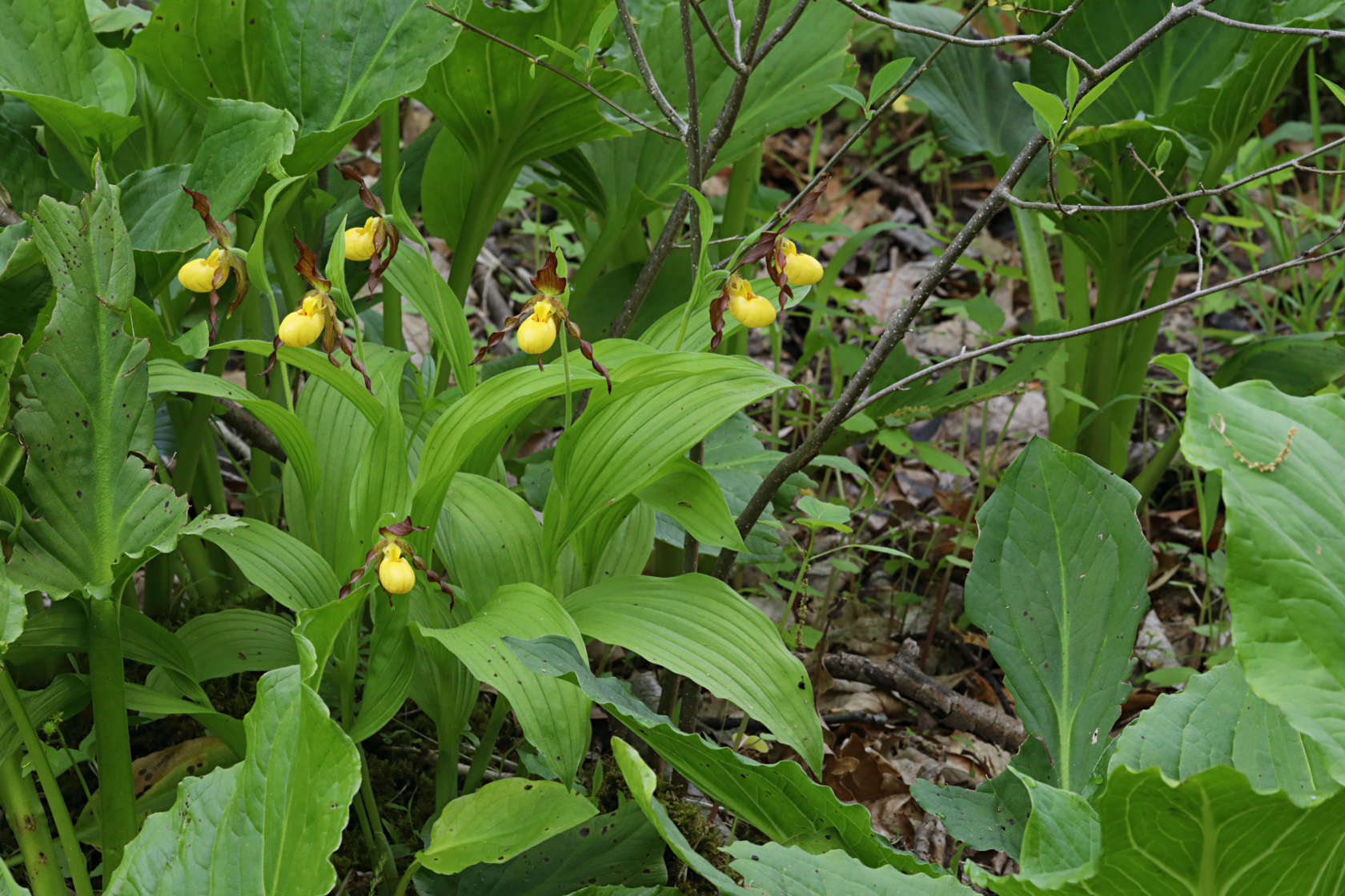 Northern Small Yellow Lady's Slipper