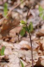 Large Whorled Pogonia