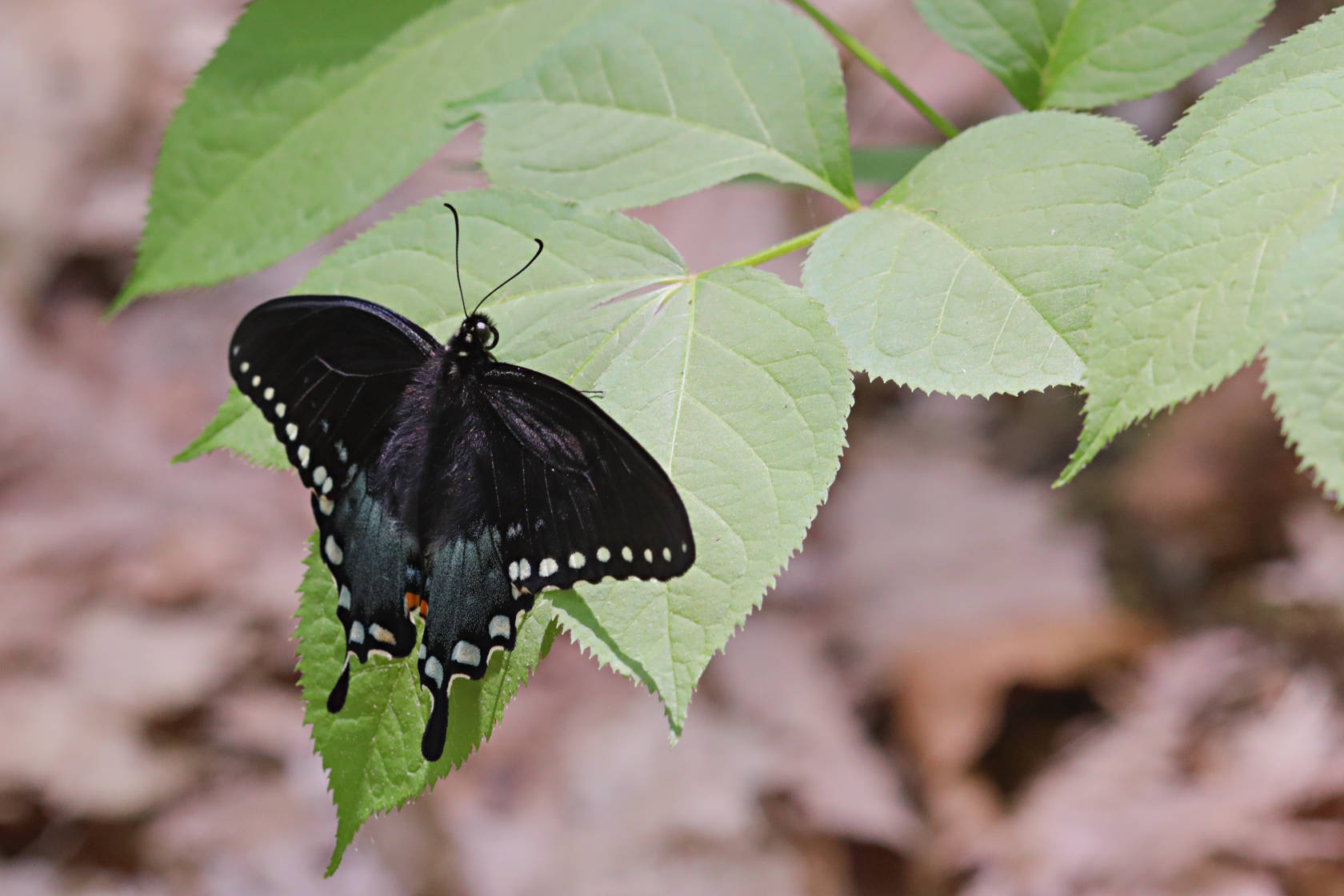 Spicebush Swallowtail