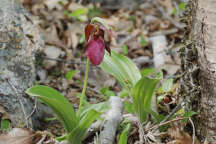 Pink Lady's Slipper