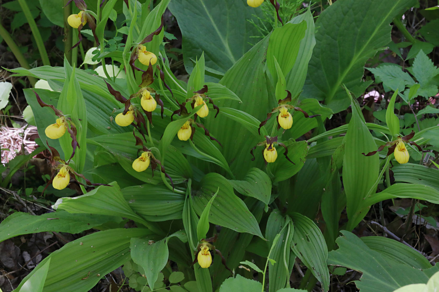 Northern Small Yellow Lady's Slipper