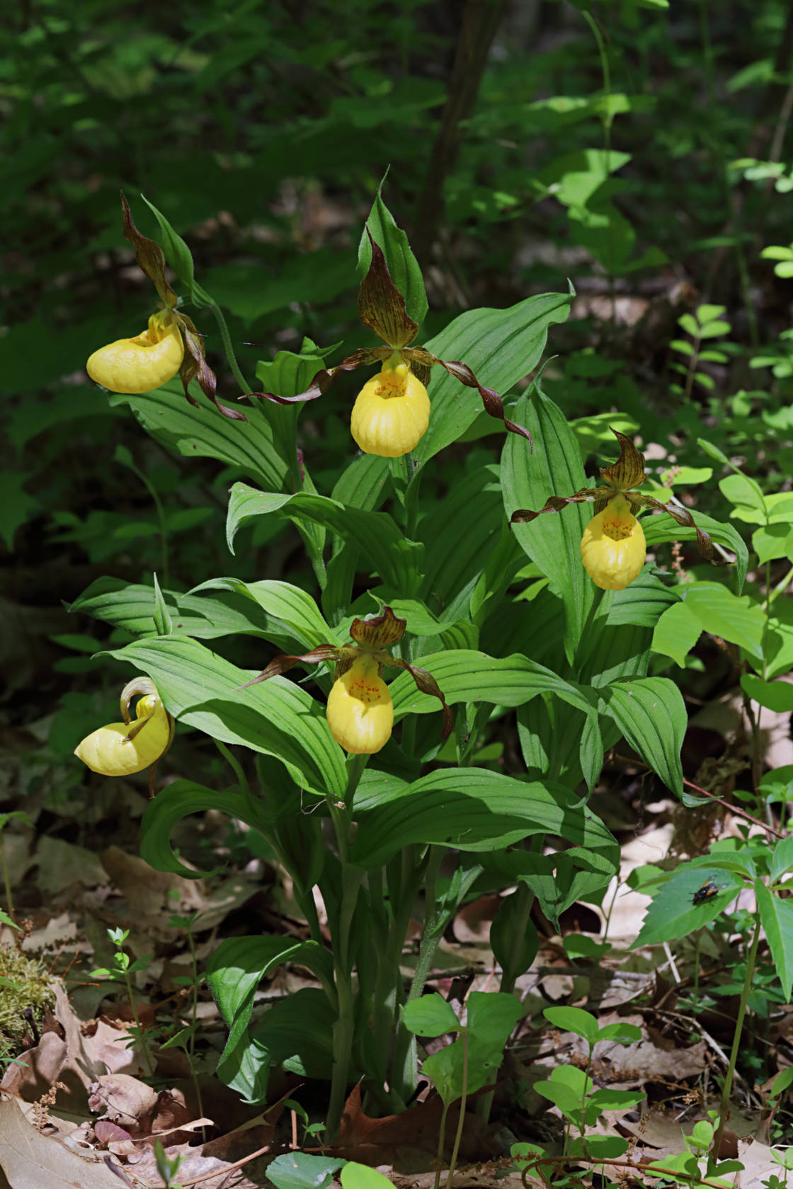 Large Yellow Lady's Slipper