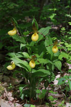 Large Yellow Lady's Slipper