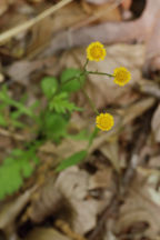 Running Groundsel