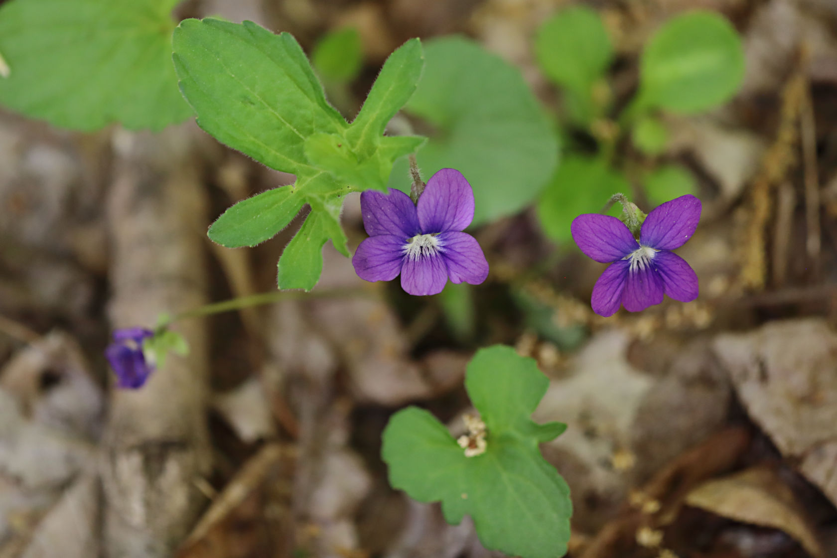 Wood Violet