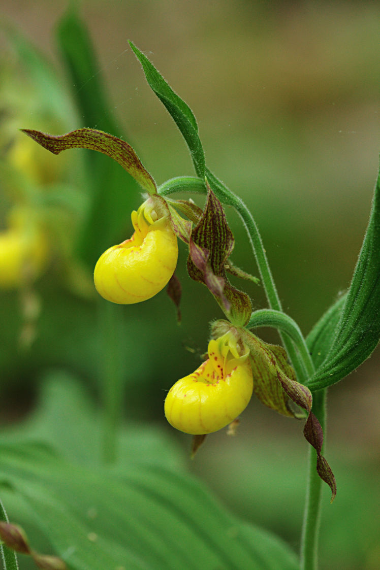 Southern Small Yellow Lady's Slipper