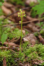 Early Coralroot