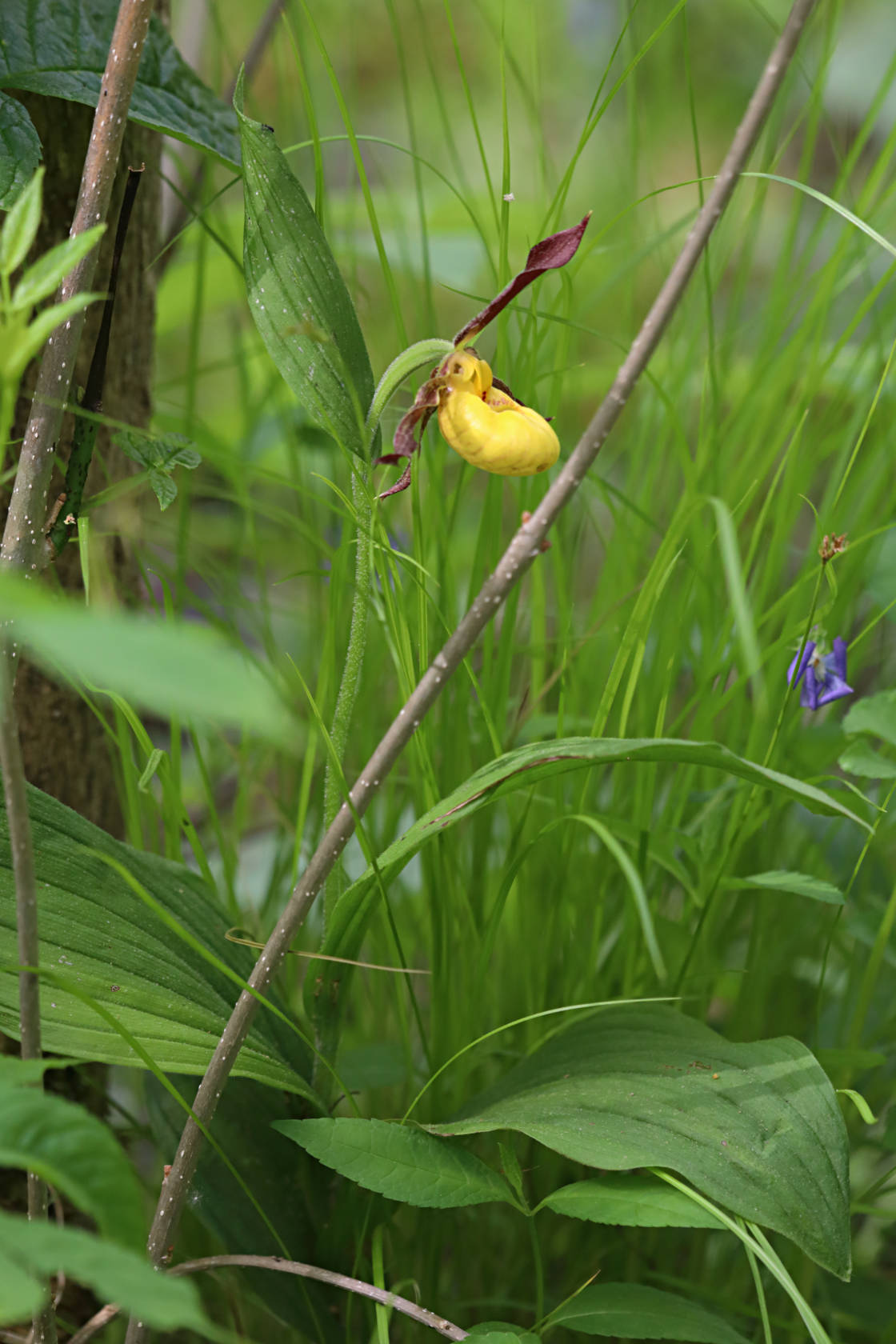 Northern Small Yellow Lady's Slipper