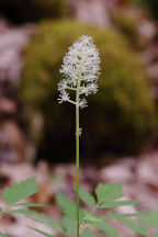 Red Baneberry