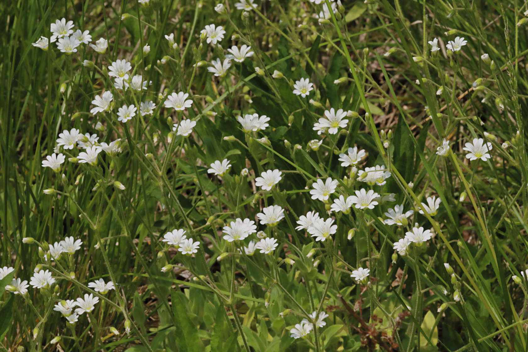 Boreal Chickweed