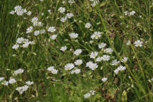 Boreal Chickweed