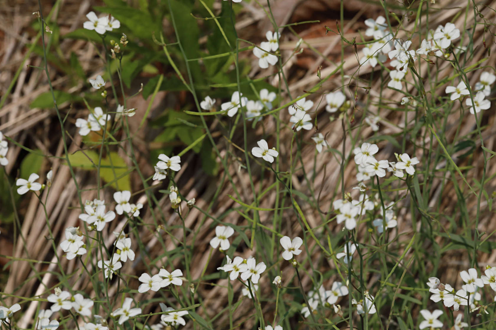 Lyre-Leaved Rock Cress