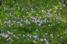 Wild Geranium