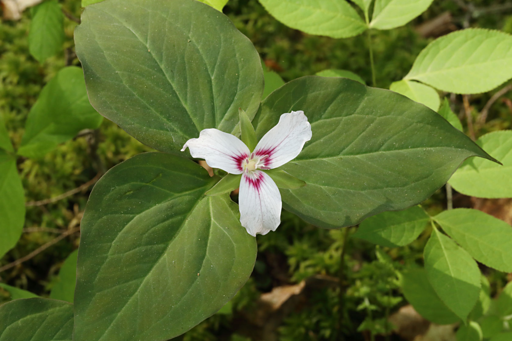 Painted Trillium