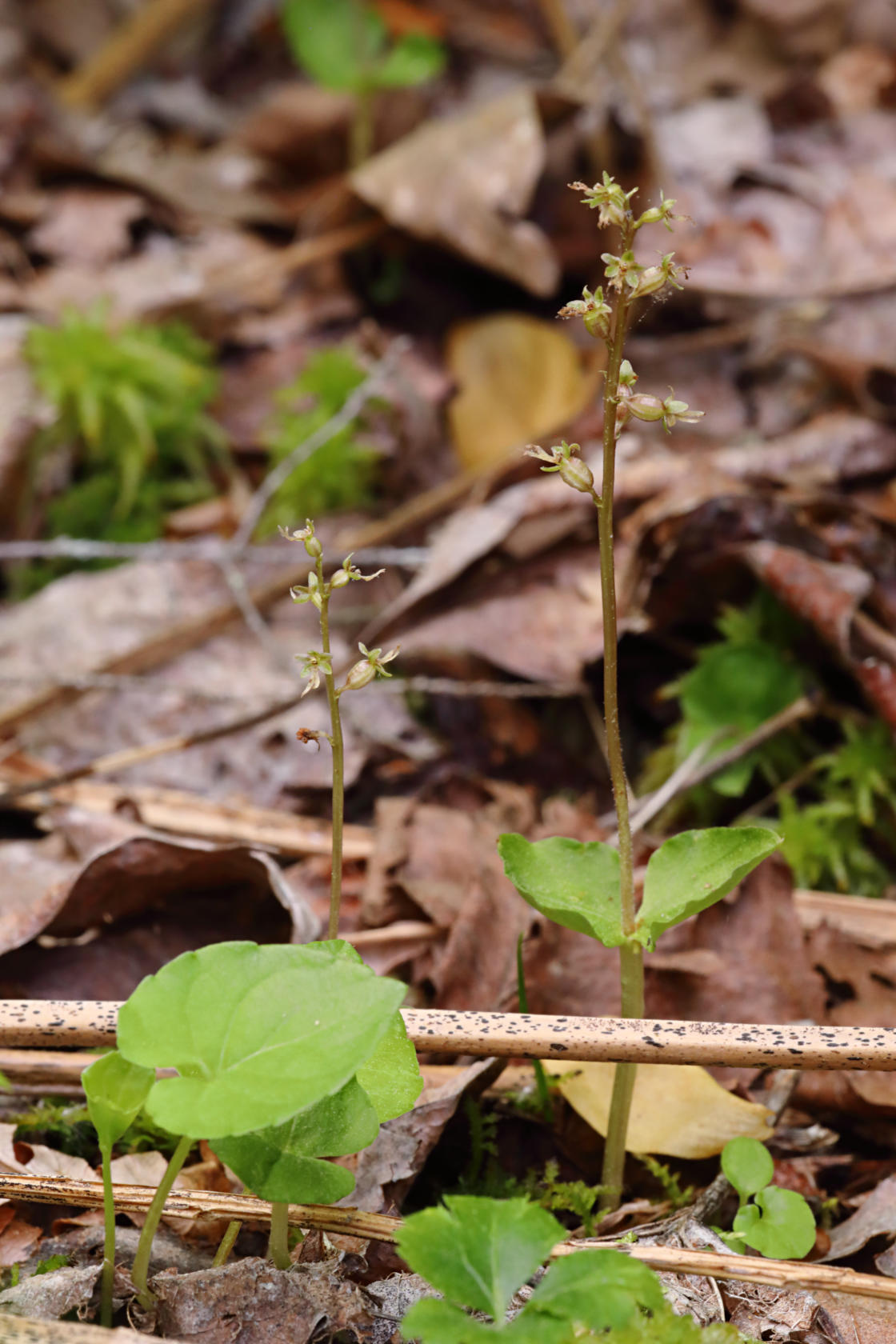 Heart-Leaved Twayblade